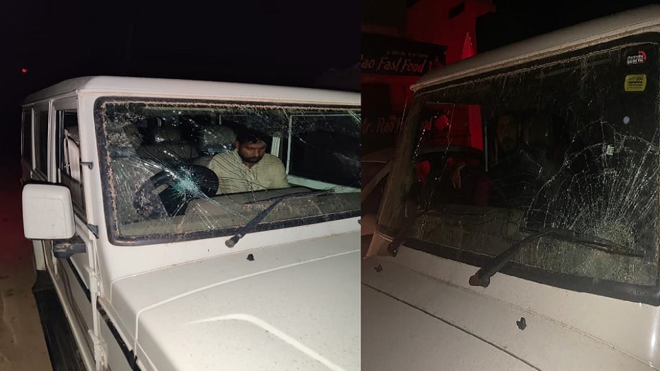 cow smugglers threw cow from moving vehicle In Haryana