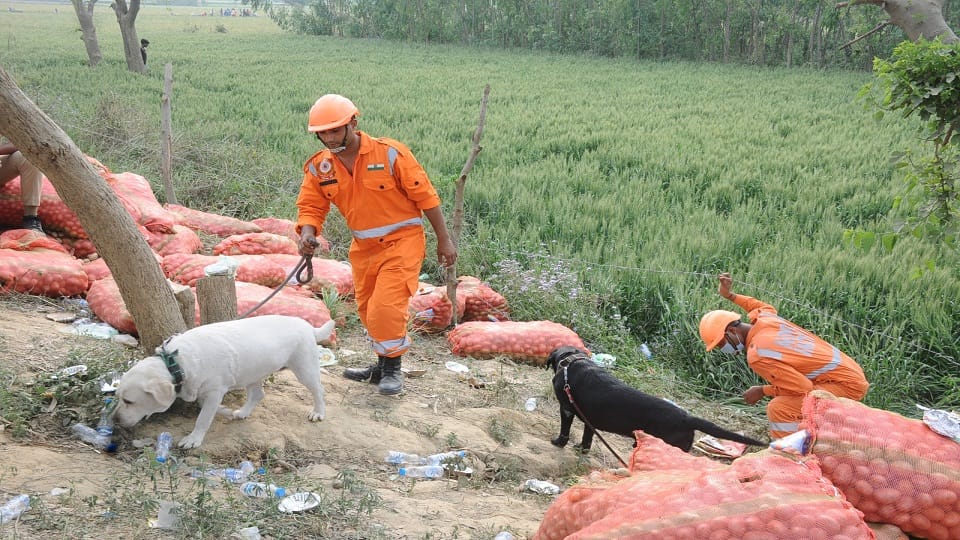 Sambhal Building Collapse Update Sparky and Ruby a pair of sniffer dogs saved the lives of two