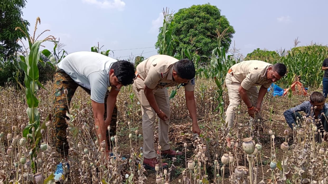 Opium cultivation was being done in half a bigha of land, police harvested three and a half quintals of crop