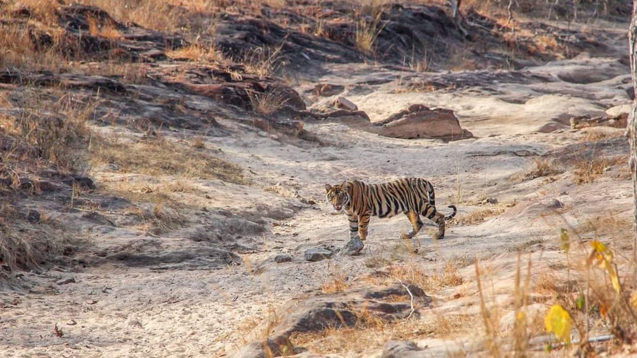 Bandhavgarh Tiger Reserve First picture of tigress Tara's cub, tourists were seen posing in the forest