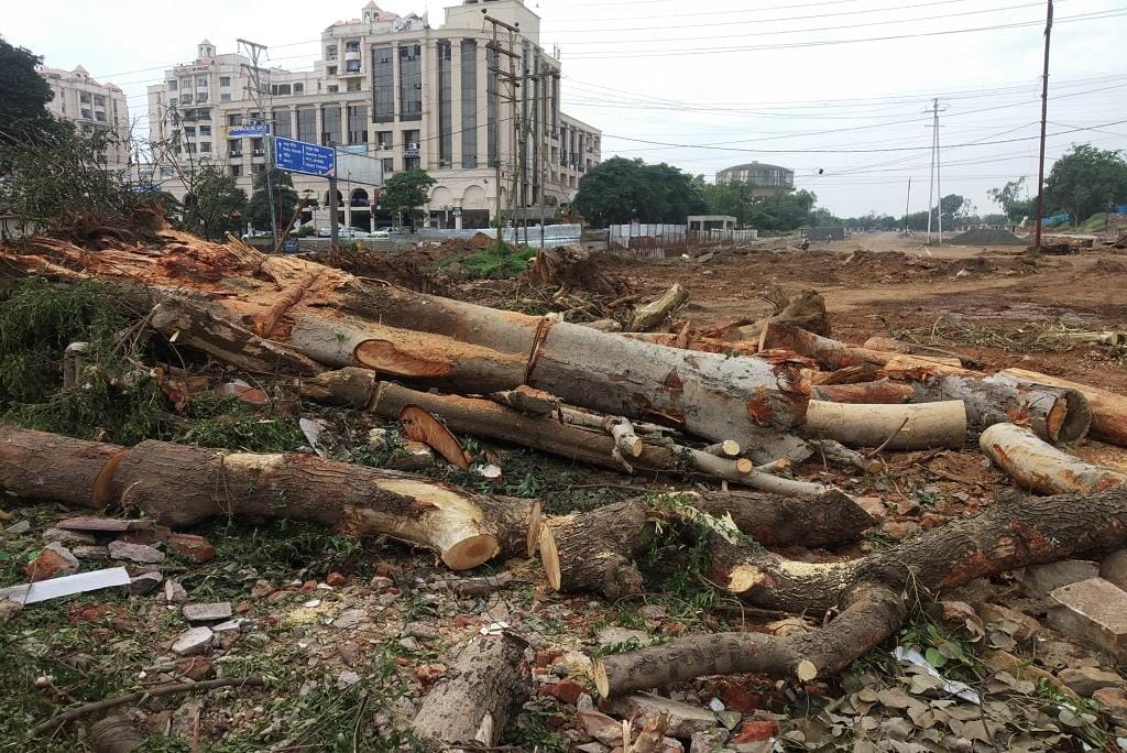 MP News: Due to development plans, 8754 trees were cut in three years in Bhopal, 92 in Indore