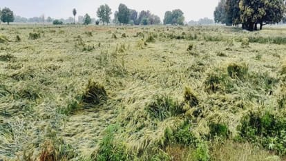 farmers worried due to rain and caused heavy damage to crops in Etah