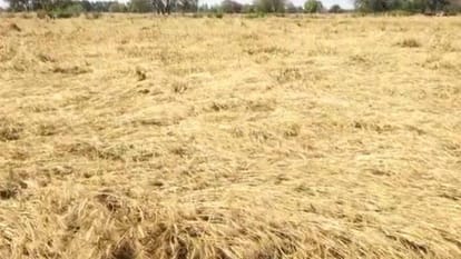 Mustard and wheat crops damaged due to rain with hail in Mathura farmers have demanded compensation from DM