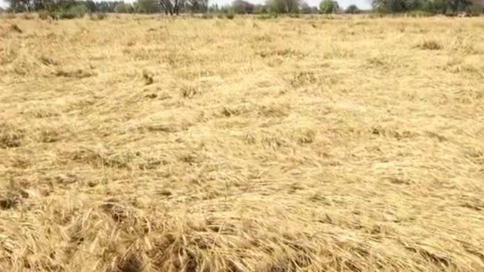 Wheat crop destroyed in five lakh hectares in three states including UP