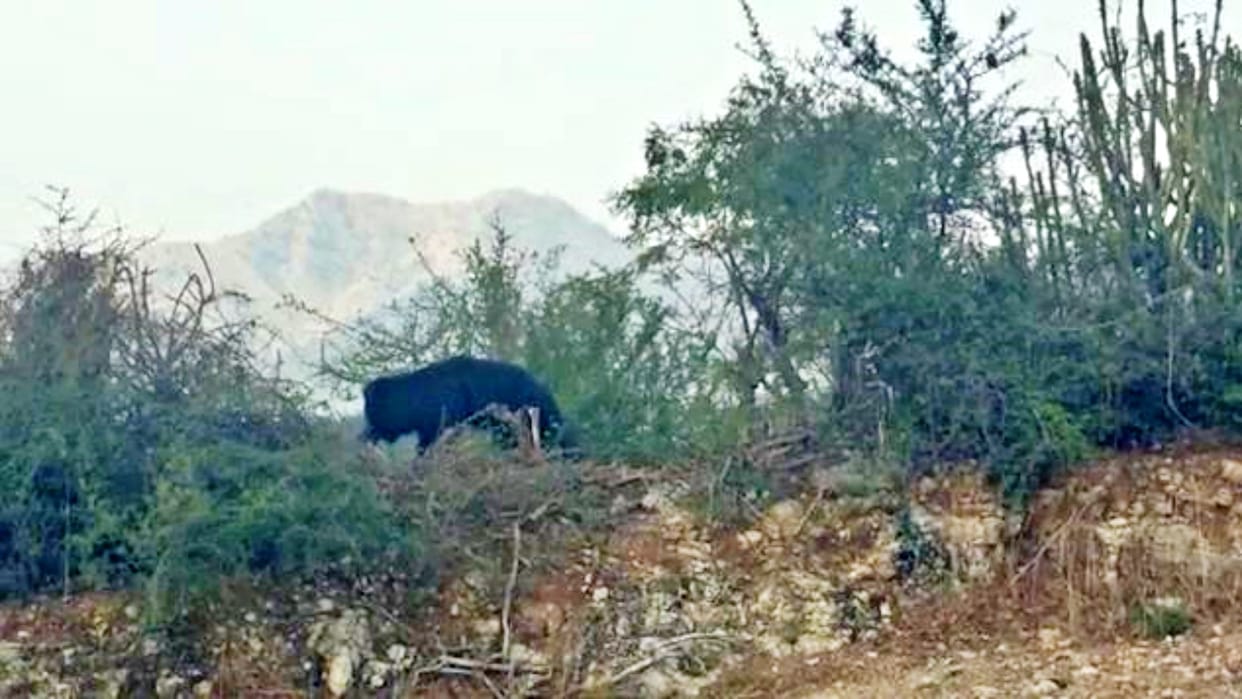 Bear trapped in trap of poachers in Kanavada village of Kelwa
