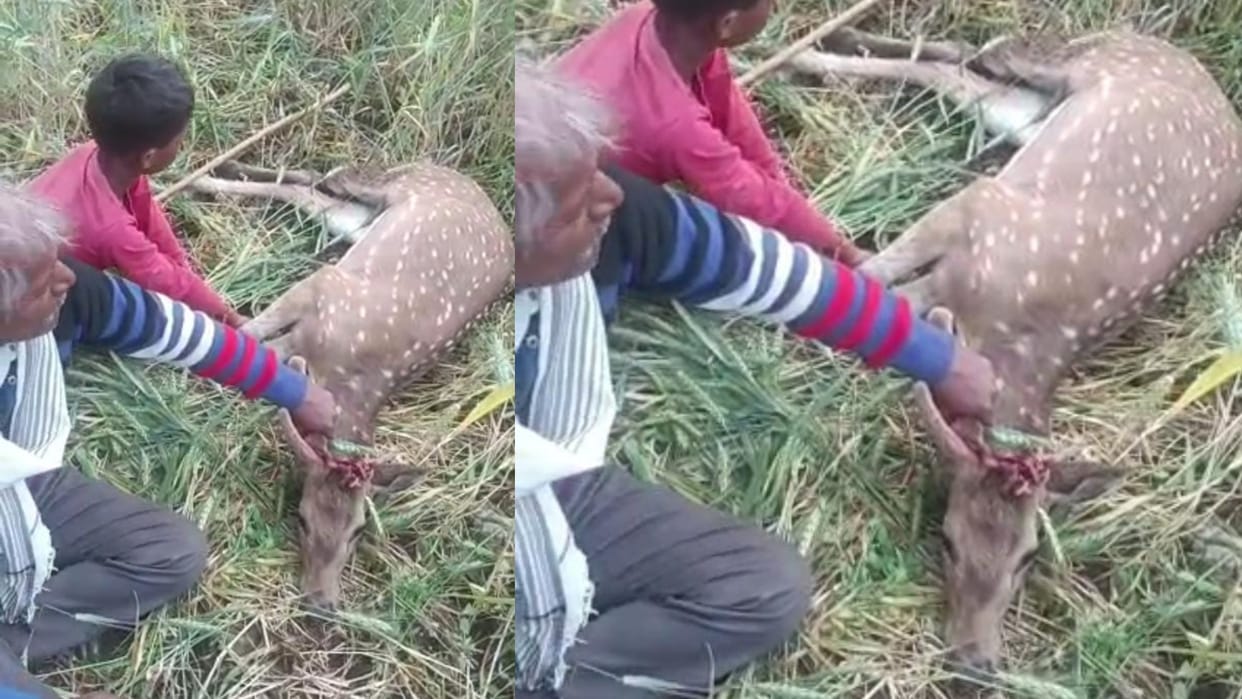 Injured chital entered the village, treated by forest workers , released in the forest
