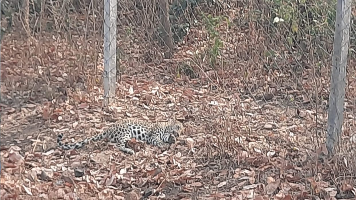 Katni: Leopard trapped in fencing ran away, forest department engaged in search, panic among villagers