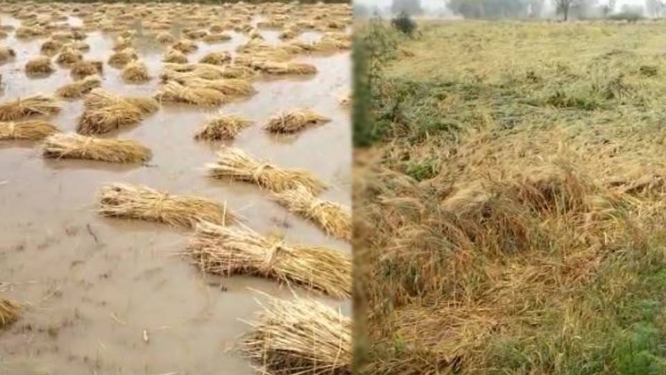 Mustard and wheat crops damaged due to rain with hail in Mathura farmers have demanded compensation from DM