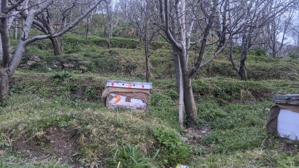 Rajasthan and punjab bees help in apple pollination in shimla himachal pradesh