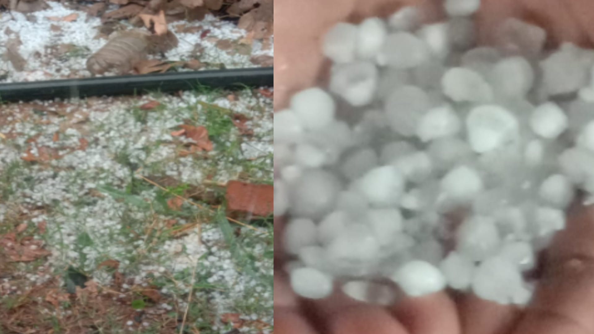 Rain in MP: Hail suddenly fell in Umaria and Shahdol, unripe crops being cut due to fear of rain in Ujjain