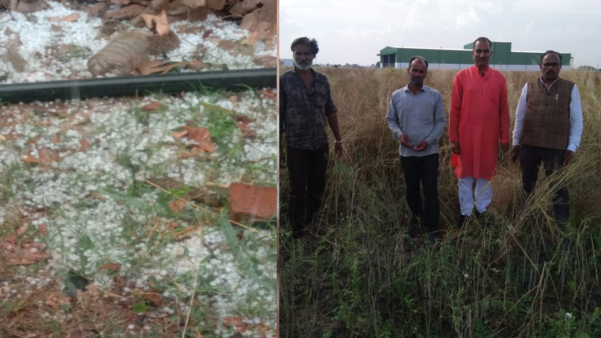 Rain in MP: Hail suddenly fell in Umaria and Shahdol, unripe crops being cut due to fear of rain in Ujjain