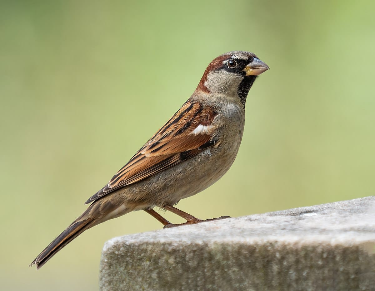 World Sparrow Day 2023 need of save sparrow Campaign