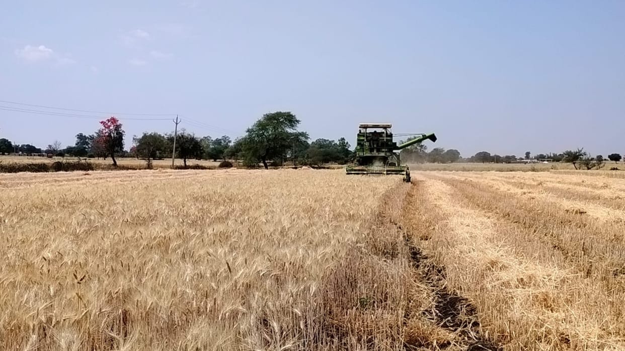 Satellite centers for aromatic crops will be built in five districts Farmers get technical information