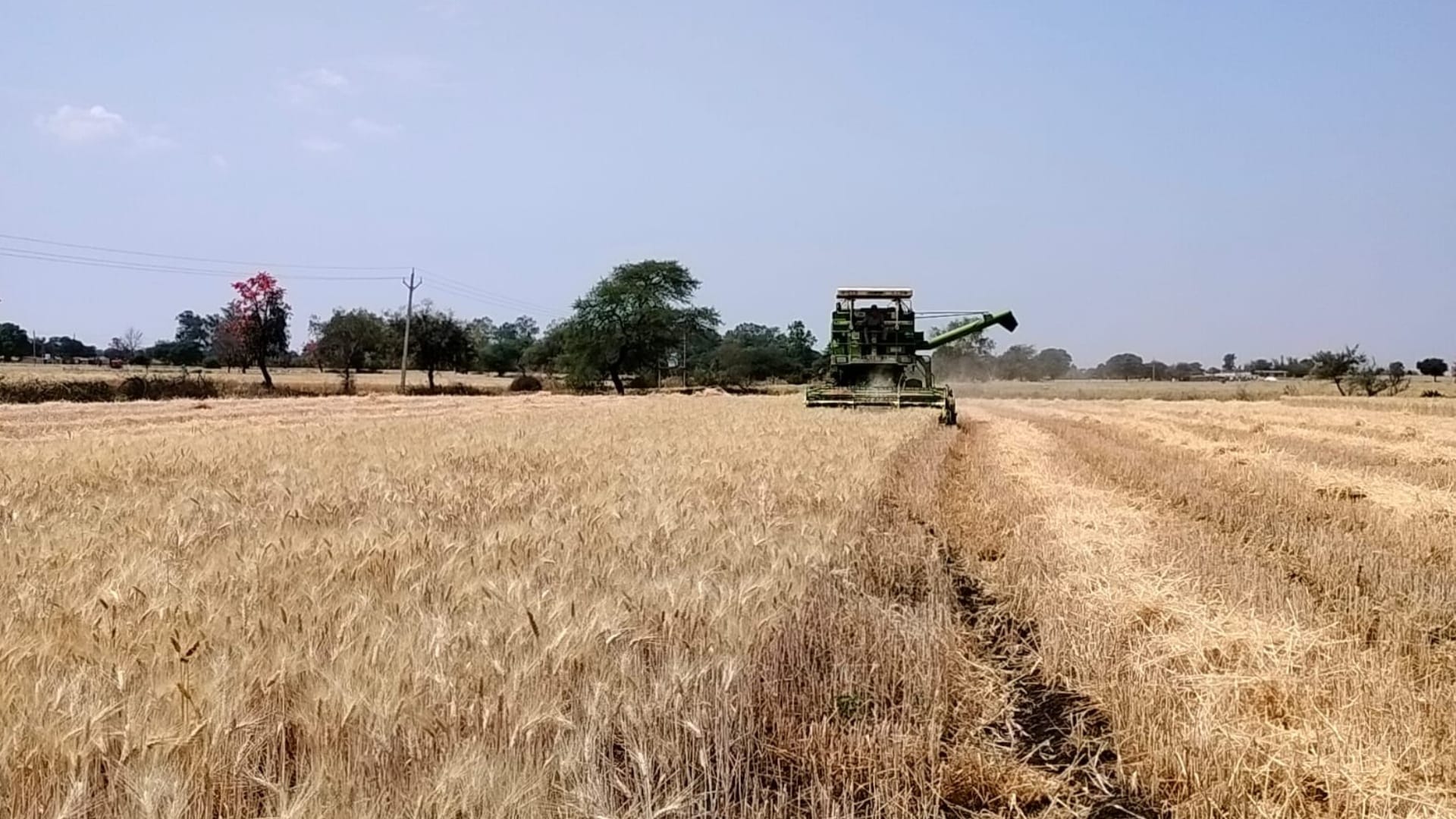 Rain in MP: Hail suddenly fell in Umaria and Shahdol, unripe crops being cut due to fear of rain in Ujjain