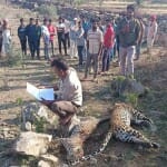 करंट लगने से दो मादा पैंथर की मौत