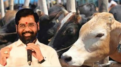 Maha cabinet nod for cow service commission to implement beef ban law