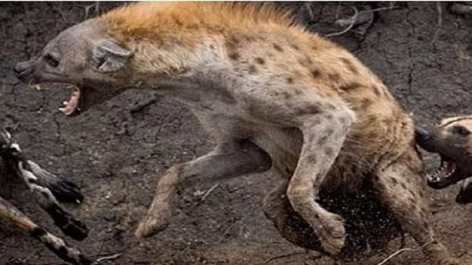 three people of the same family were injured in hyena attack in Silawali
