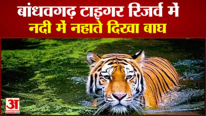 Bandhavgarh Tiger Reserve: tiger cub felt hot, tiger was seen resting in water, tourists made video
