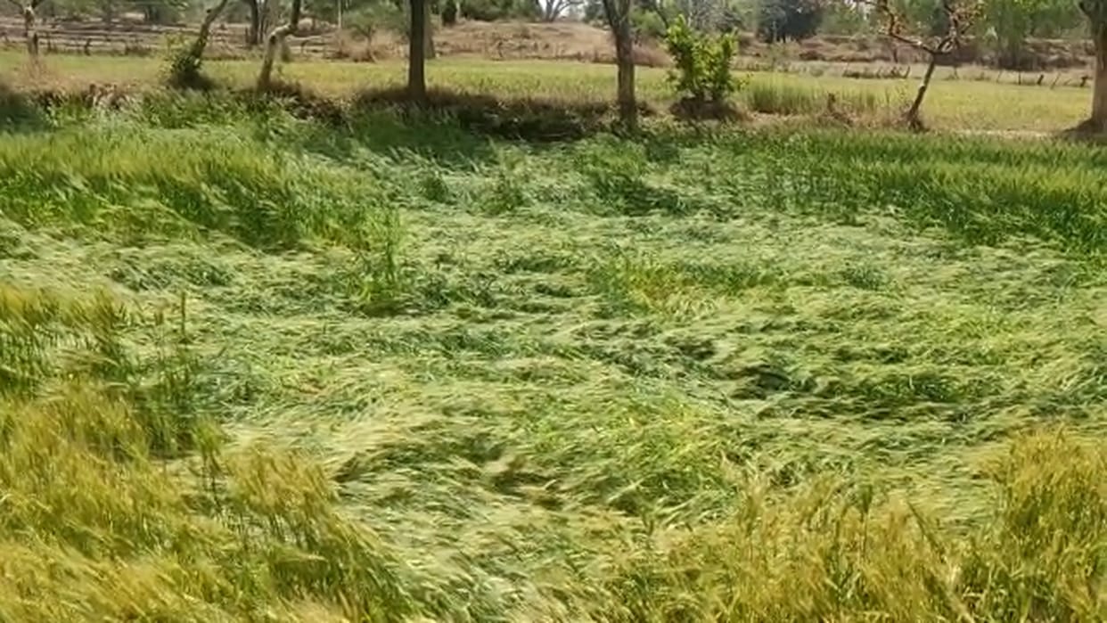 Unseasonal Rain Ruined Wheat And Vegetable Crops In Chhattisgarh GPM