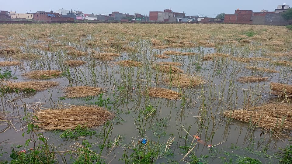 Unseasonal rain ruined the crops lying in the fields