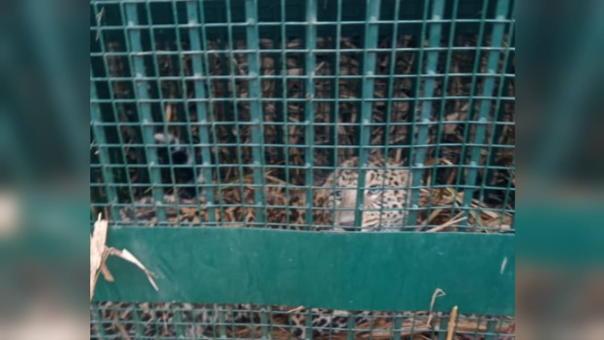 Bijnor News: Guldar who killed the woman imprisoned in the cage of the forest department