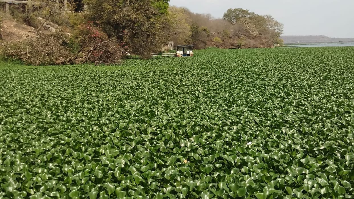 The plight of Sankhya Lake, a Ramsar site in Madhav National Park, water hyacinth spoils the natural beauty