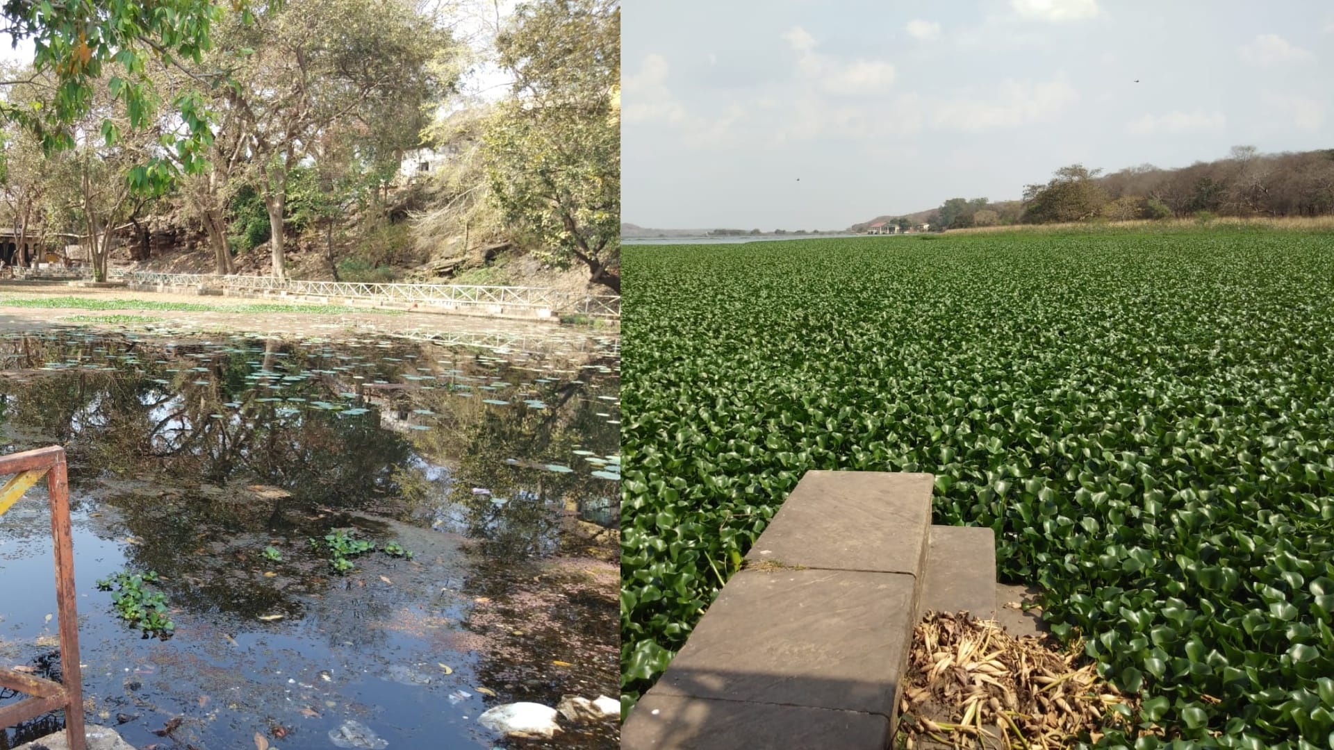 The plight of Sankhya Lake, a Ramsar site in Madhav National Park, water hyacinth spoils the natural beauty