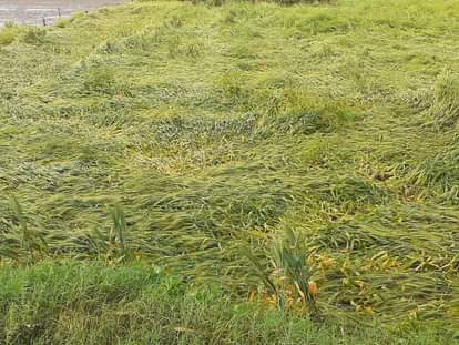 खेत में बिछी गेहूं की फसल