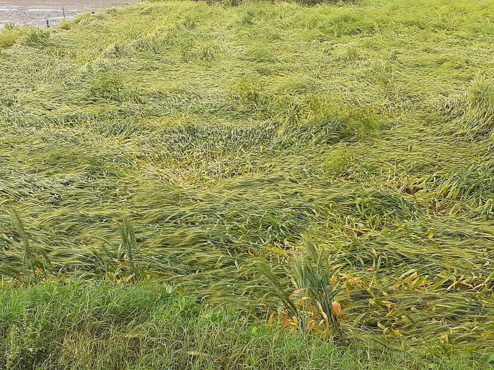UP: Vegetable and wheat mustard crops have damaged due to rain and hailstorm in Baghpat and see photos