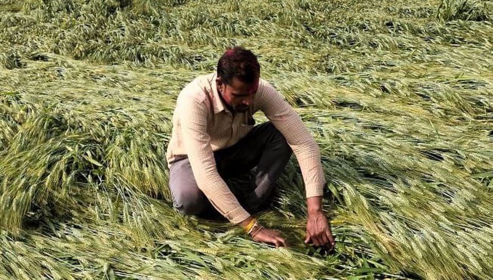 kisan farmer mp pain crop damage loss harm weather