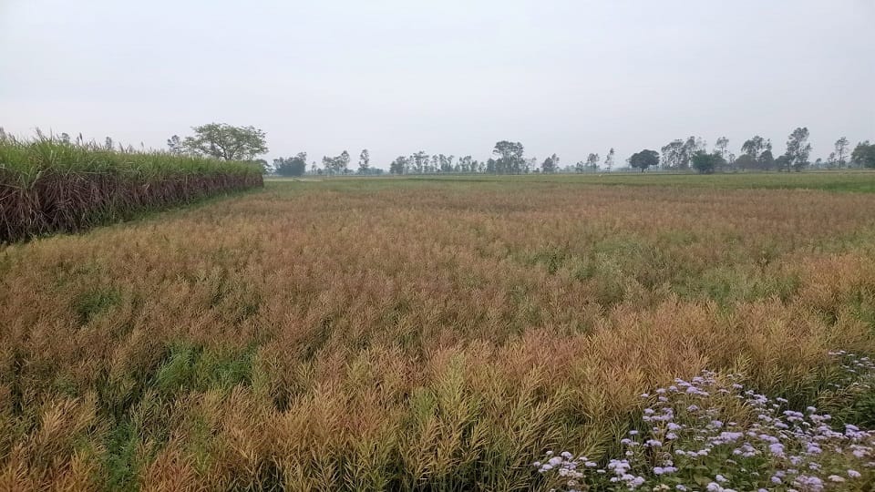 Real time Khatauni get rid of dispute in rural areas