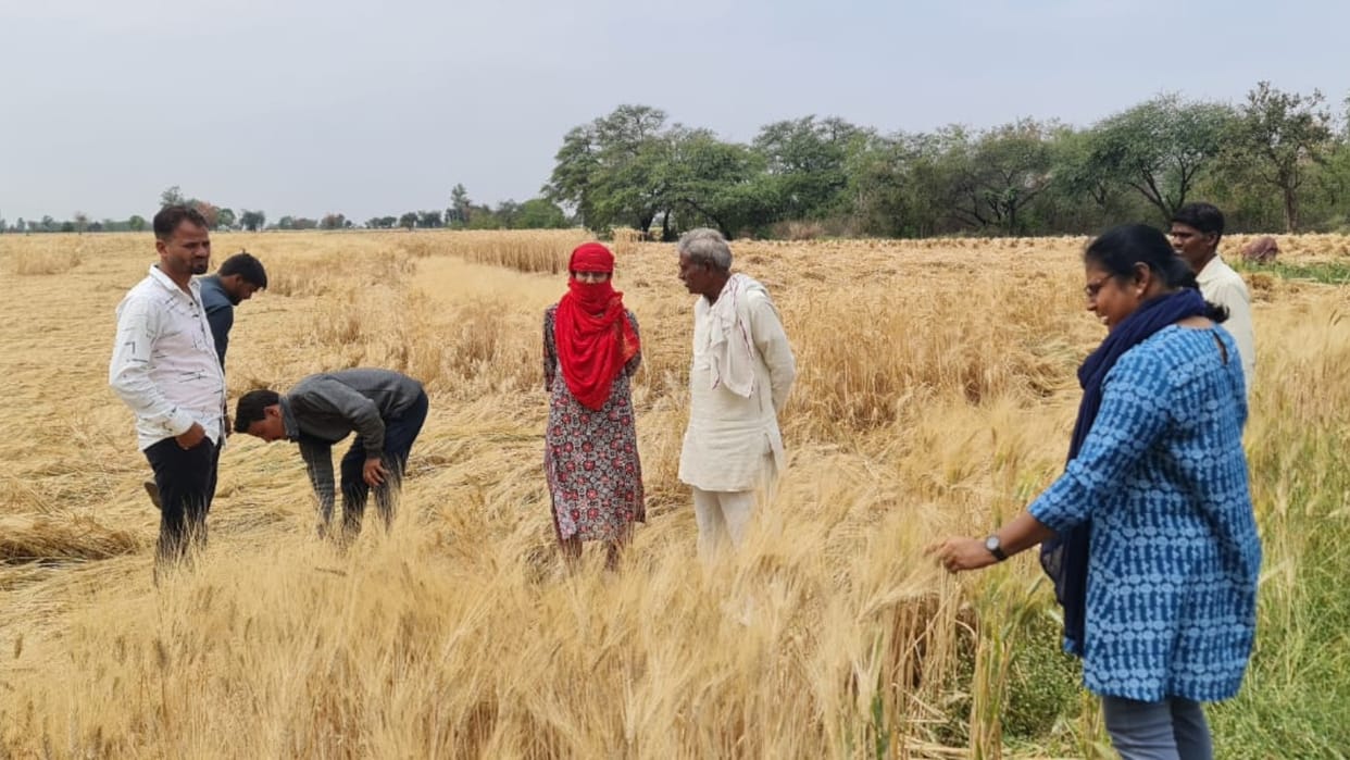 Sehore Weather: Hailstorm wreaks havoc, most damage to wheat-gram crop