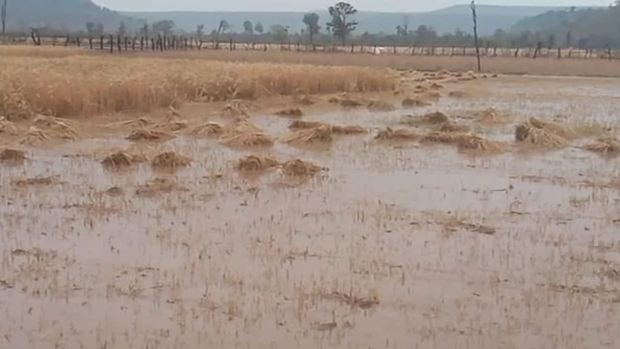 Damoh Weather: Heavy rain for three hours in Madiyado, harvested crops floating in water