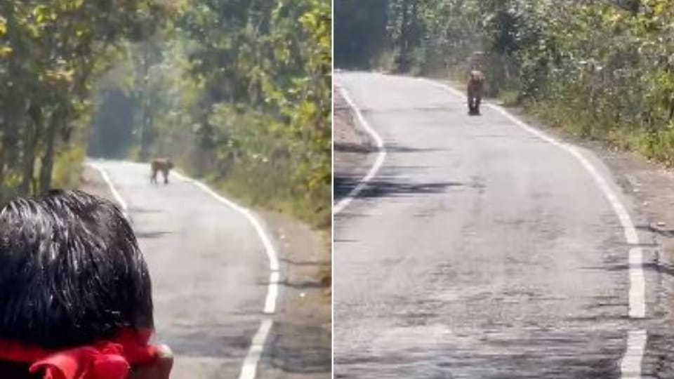 Tiger suddenly came on the way of devotees returning from Purnagiri Darshan in Pilibhit