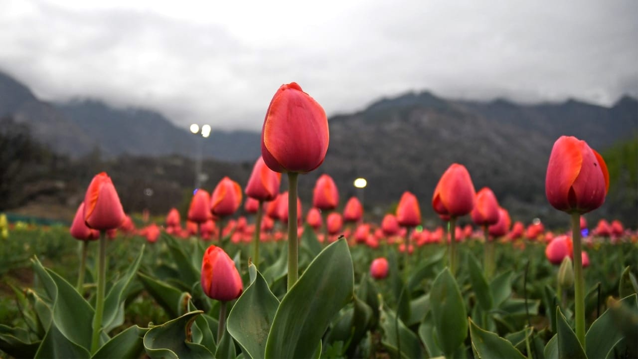 Asia largest tulip garden in kashmir photos opened for tourists more than one million flowers fascinate