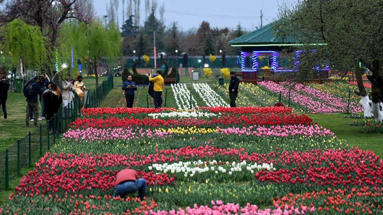 Asia largest tulip garden in kashmir photos opened for tourists more than one million flowers fascinate