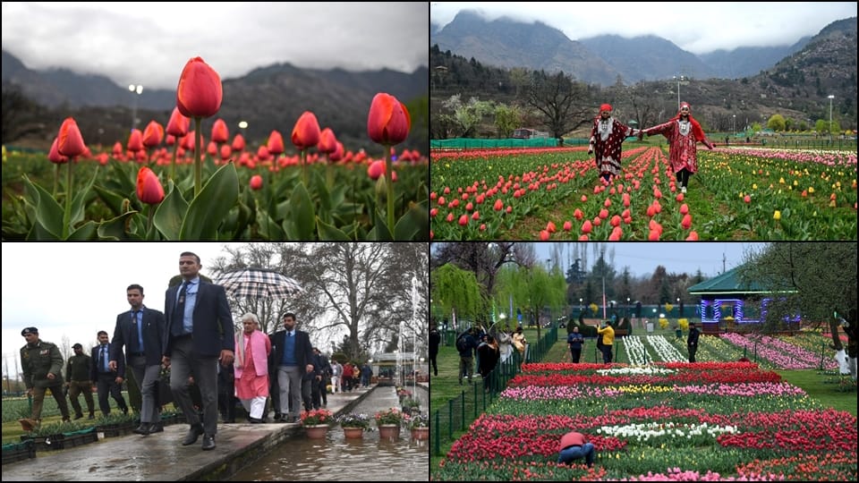 Asia largest tulip garden in kashmir photos opened for tourists more than one million flowers fascinate