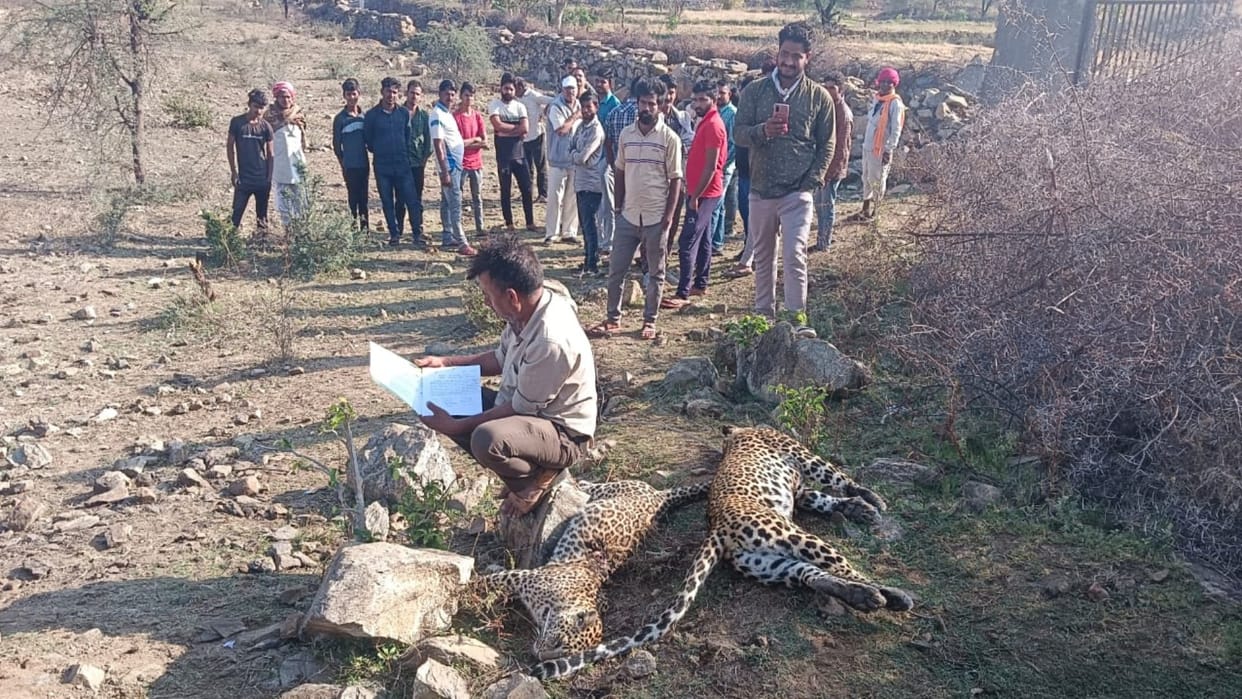 Two female panthers died due to electrocution in Kundwa village of Rajsamand