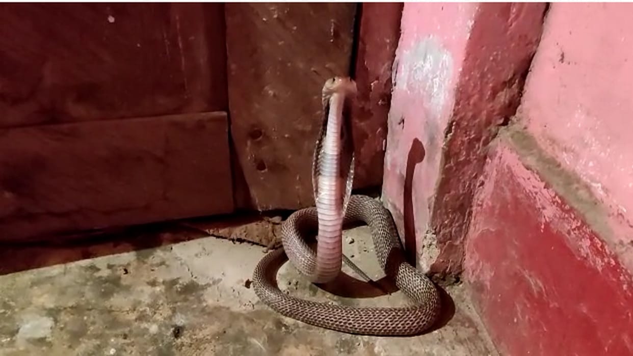 Chhattisgarh Family Remained Hostage In House Due To Fear Of Cobra In Korba