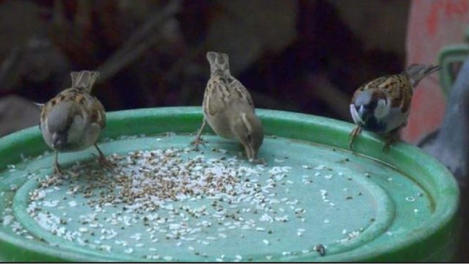 World Sparrow Day 2023 Badaun Rakesh made nests for sparrows in the courtyard
