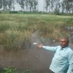 सरसों की फसल में भरा पानी।