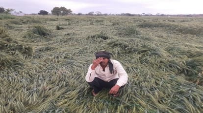 UP News: मौसम में बदलाव से किसानों को भारी नुकसान, एडवाइजरी जारी की गई Bad weather hits crops in Uttar Pradesh, advisery issued.