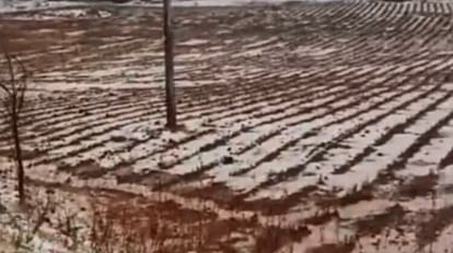 MP Madhya Pradesh Weather Update Today: There is less chance of hailstorm for the next two days