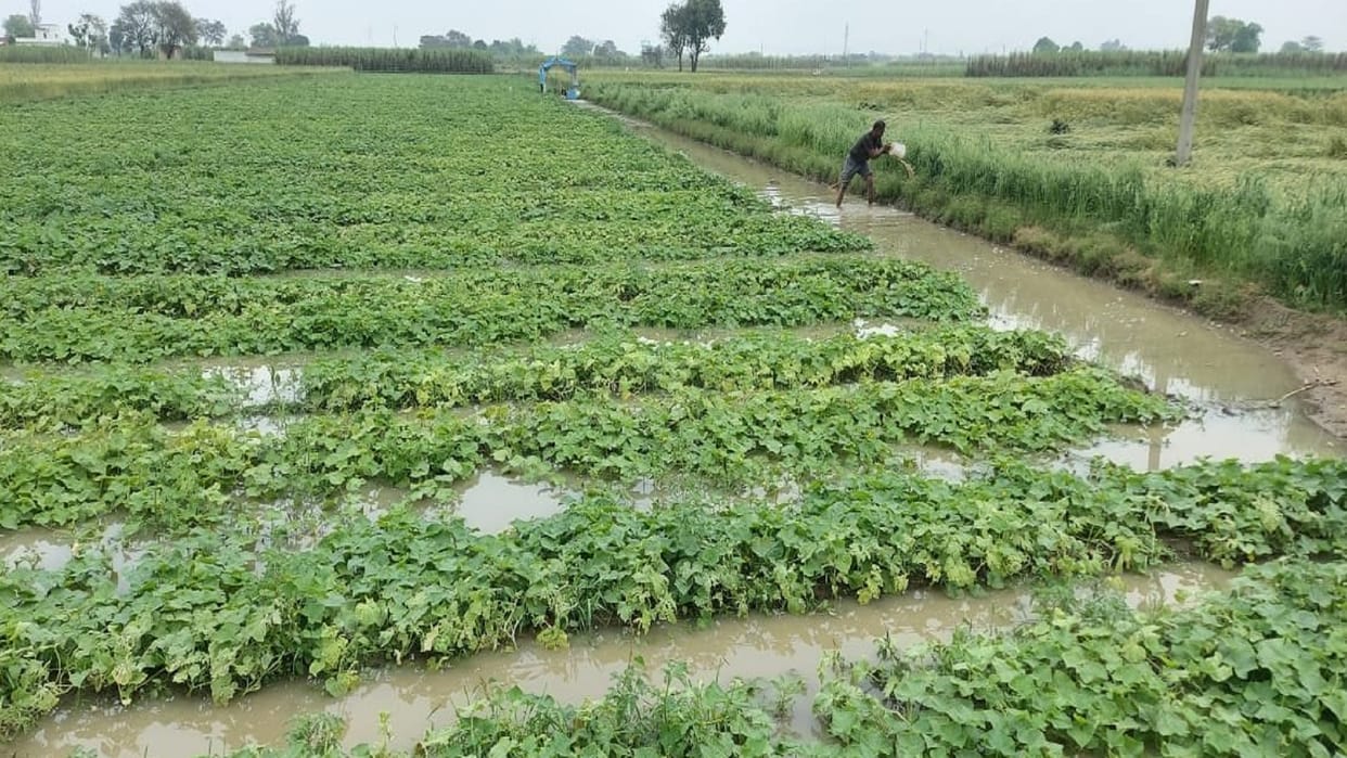 UP: Vegetable and wheat mustard crops have damaged due to rain and hailstorm in Baghpat and see photos