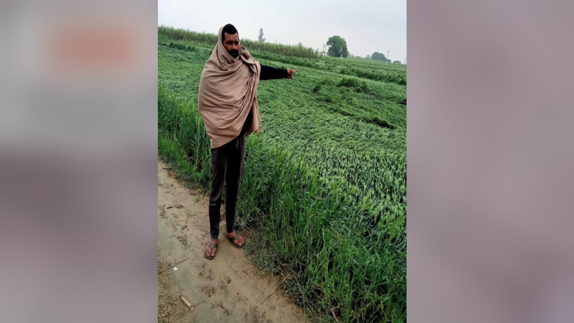 UP: Vegetable and wheat mustard crops have damaged due to rain and hailstorm in Baghpat and see photos