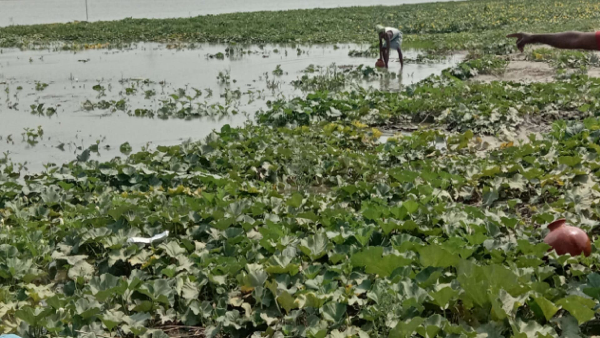 UP: Vegetable and wheat mustard crops have damaged due to rain and hailstorm in Baghpat and see photos