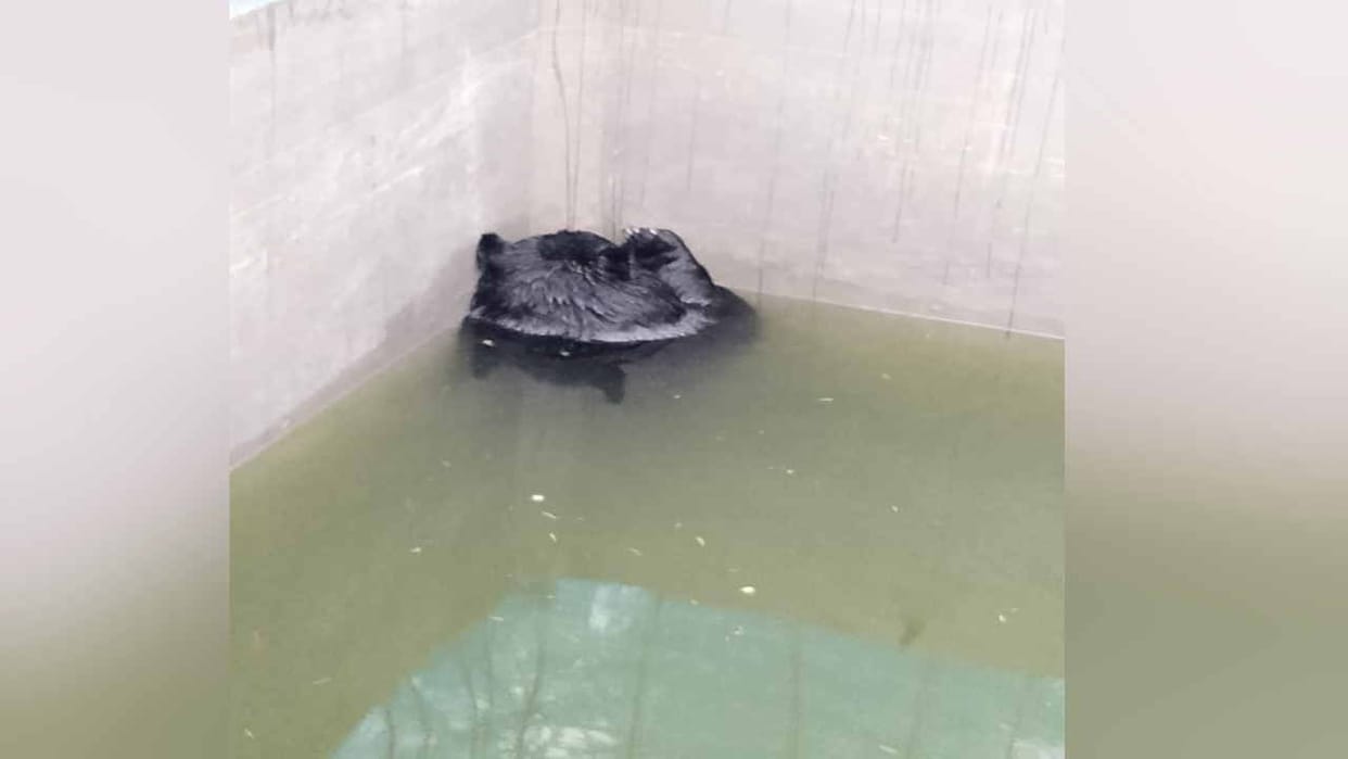 Bear entered into irrigation tank in Nankhadi, villagers in panic