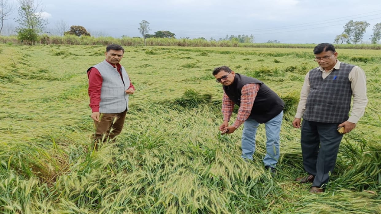 UP Weather: Damage to crops due to hailstorm, it will rain more