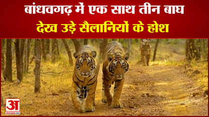 Three tigers seen in Magadhi zone of Bandhavgarh Tiger Reserve, tourists made video of exciting sight
