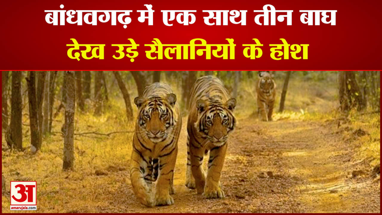 बांधवगढ़ नेशनल पार्क